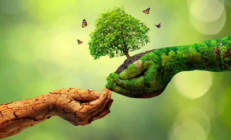 environment Earth Day In the hands of trees growing seedlings. Bokeh green Background Female hand holding tree on nature field grass Forest conservation conceptの写真素材
