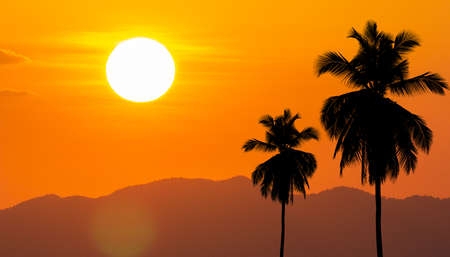 Summer with coconut trees in the corner against the big sun.の写真素材