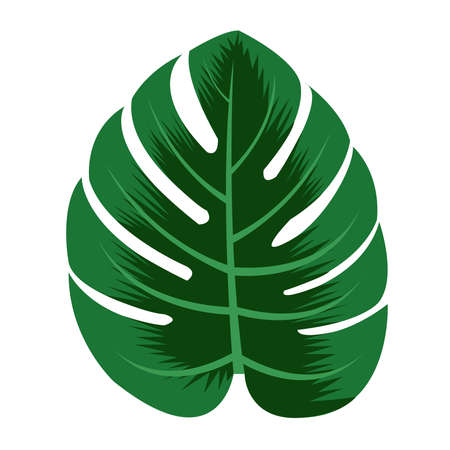 green monstera leaves on white background isolateのイラスト素材