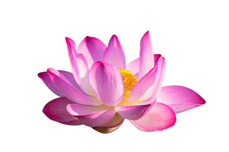 lotus Pink Isolate White flowers bloomの写真素材