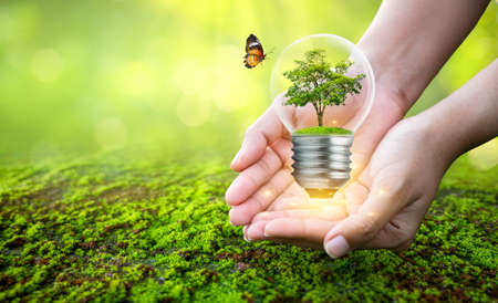 man holding light bulb with tree inside concept tree environmental conservationの写真素材