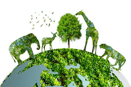A very rich forest with lush trees. up massively environmental conceptの写真素材