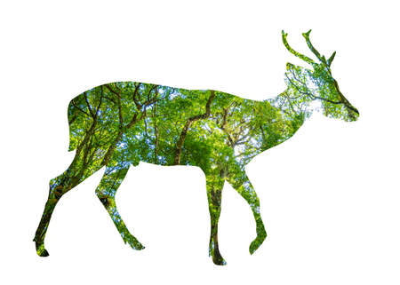 World Wildlife Day forest silhouette in the shape of a wild animal wildlife and forest conservation conceptの写真素材