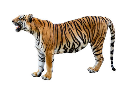 tiger White background Isolate full bodyの写真素材