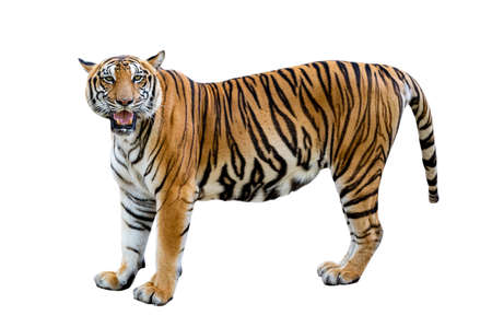 tiger White background Isolate full bodyの写真素材