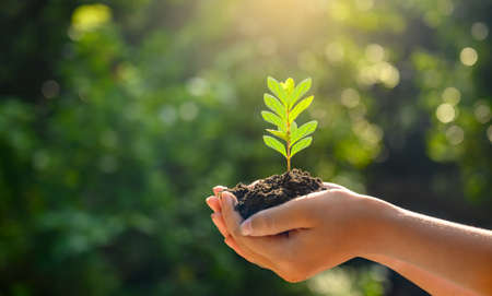 In the hands of trees growing seedlings. Bokeh green Background Female hand holding tree on nature field grass Forest conservation conceptの写真素材