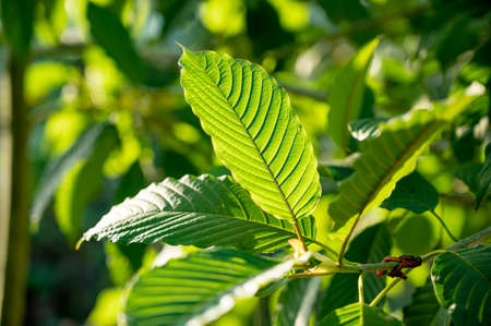 Kratom (Mitragyna speciosa) green Is a type of drugの写真素材