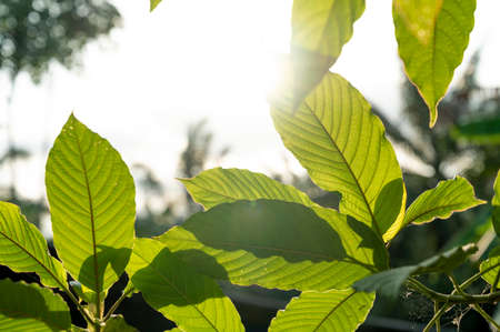 Kratom (Mitragyna speciosa) green Is a type of drugの写真素材