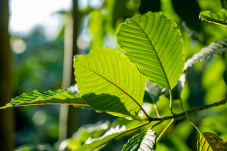 Kratom (Mitragyna speciosa) green Is a type of drugの写真素材
