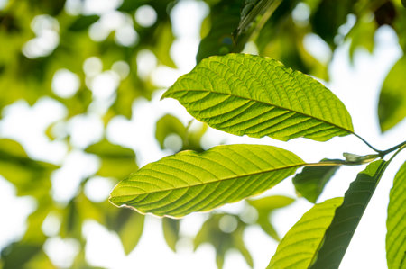 Kratom (Mitragyna speciosa) green Is a type of drugの写真素材