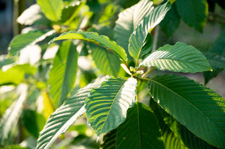 Kratom (Mitragyna speciosa) green Is a type of drugの写真素材