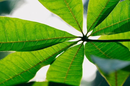 tropical leaves colorful flower on dark tropical foliage nature background dark green foliage natureの写真素材