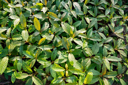 Kratom Mitragyna speciosa green Is a type of drugの写真素材