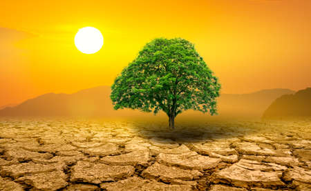 Lonely green tree in the midst of droughtの写真素材