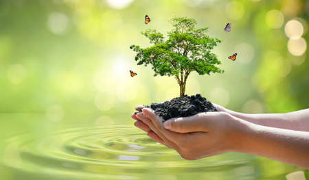 environment Earth Day In the hands of trees growing seedlings. Bokeh green Background Female hand holding tree on nature field grass Forest conservation conceptの写真素材