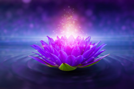 lotus Pink light purple floating light sparkle purple backgroundの写真素材