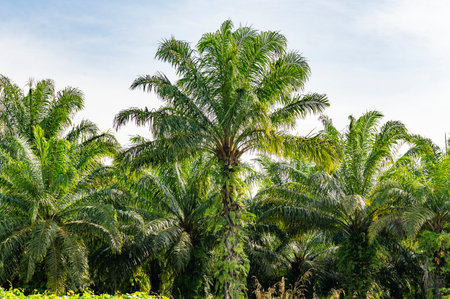 oil palm plantation Lined palm trees in Krabi, Thailandの写真素材