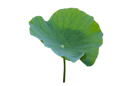 Lotus leaf Isolate collection of white backgroundの写真素材