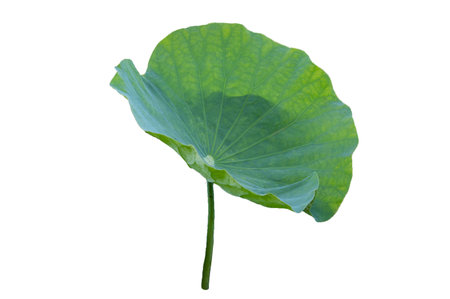 Lotus leaf Isolate collection of white backgroundの写真素材