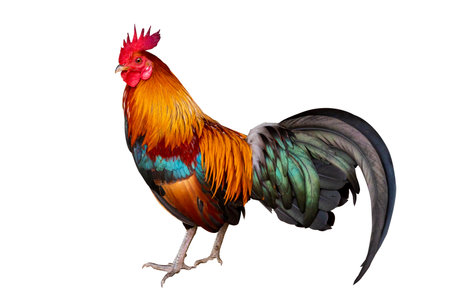 Male bantam on white background, isolateの写真素材