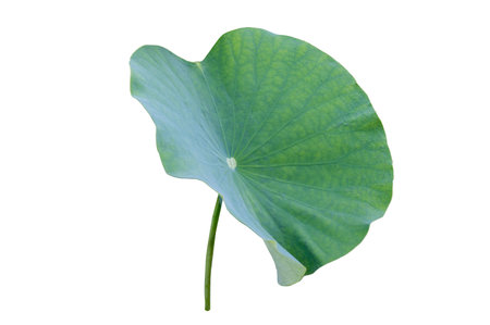 Lotus leaf Isolate collection of white backgroundの写真素材