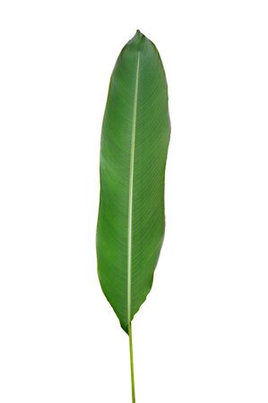 Banana leaves on a white background. Isolateの写真素材