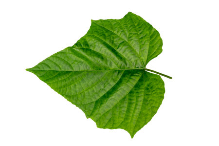 leaves on a white background isolate