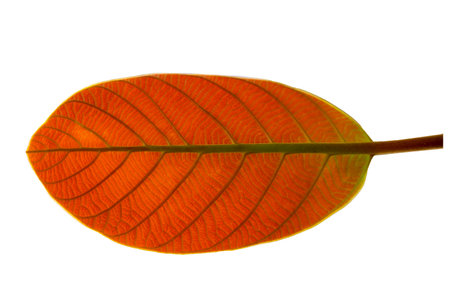 red leaves on a white background isolateの写真素材