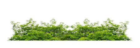 grass on a white background isolateの写真素材