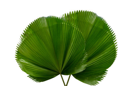 palm leaf Licuala Grandis on a white backgroundの写真素材
