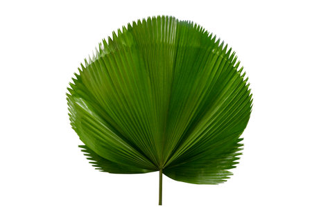 palm leaf Licuala Grandis on a white backgroundの写真素材