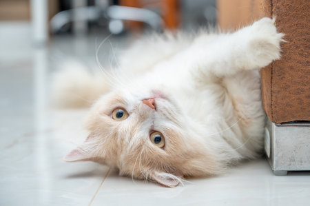 White and brown persian cat with a cute face.の写真素材