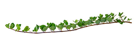 leaf vine isolates on a white backgroundの写真素材