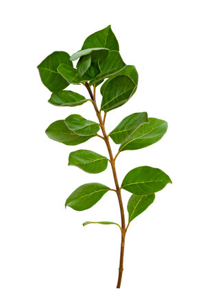 leaf vine isolates on a white backgroundの写真素材