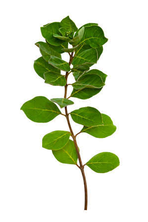 leaf vine isolates on a white backgroundの写真素材