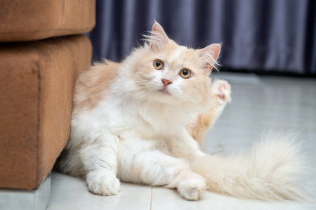 White and brown persian cat with a cute face.の写真素材