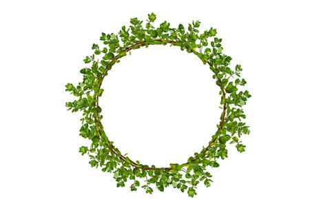 leaf vine circle isolates on a white backgroundの写真素材