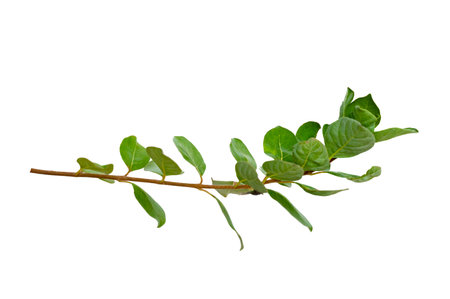 leaf vine isolates on a white backgroundの写真素材