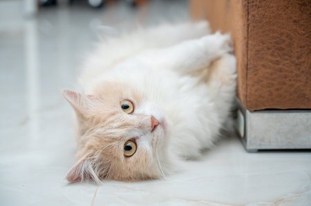 White and brown persian cat with a cute face.の写真素材