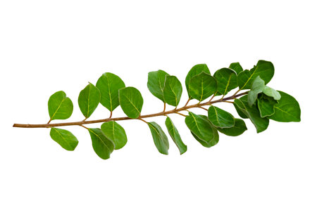 leaf vine isolates on a white backgroundの写真素材
