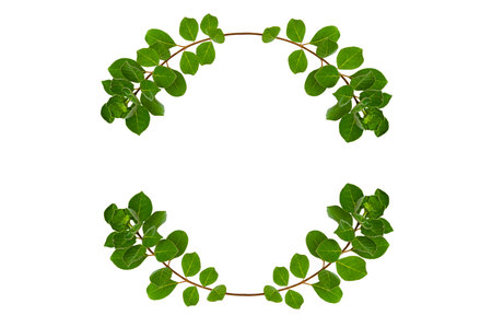 leaf vine circle isolates on a white backgroundの写真素材