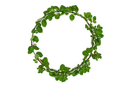 leaf vine circle isolates on a white backgroundの写真素材