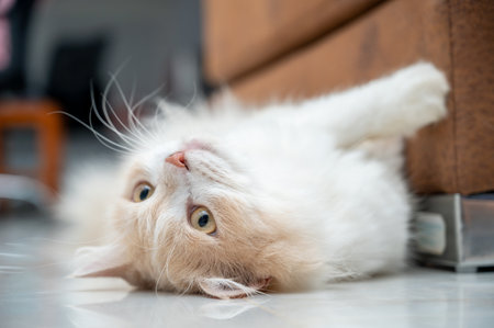 White and brown persian cat with a cute face.の写真素材