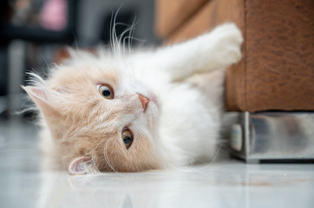 White and brown persian cat with a cute face.の写真素材