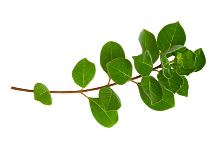 leaf vine isolates on a white backgroundの写真素材