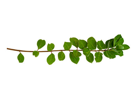 leaf vine isolates on a white backgroundの写真素材