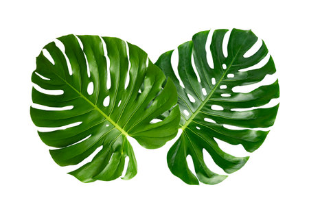 Monstera leaves leaves with Isolate on white background Leaves on whiteの写真素材