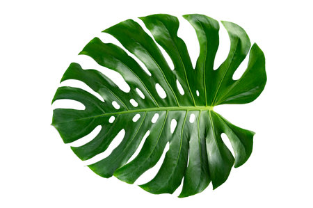 Monstera leaves leaves with Isolate on white background Leaves on whiteの写真素材