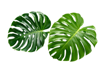 Monstera leaves leaves with Isolate on white background Leaves on whiteの写真素材