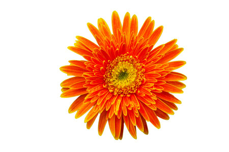 Orange flowers on a white background, isolateの写真素材